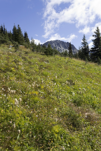 Sub-alpine flora