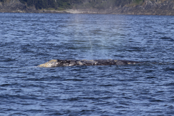 Gray whale