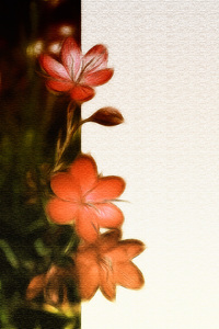 Tarjeta floral patrón: 