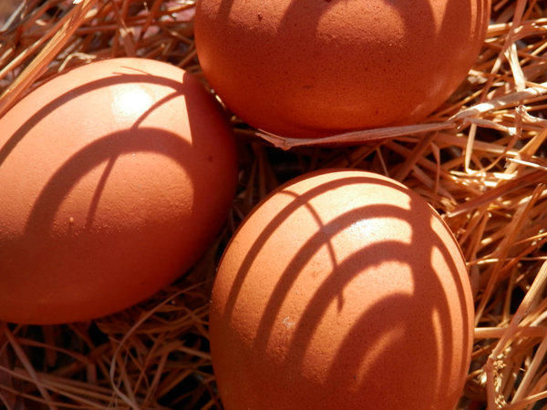 ovos frescos: 