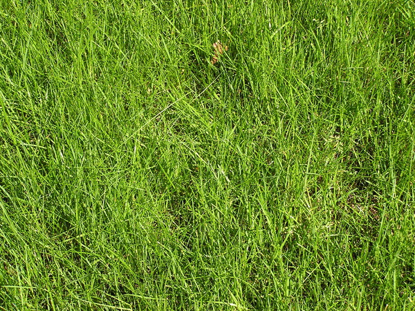 Grass