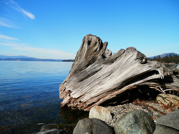 driftwood in the bay