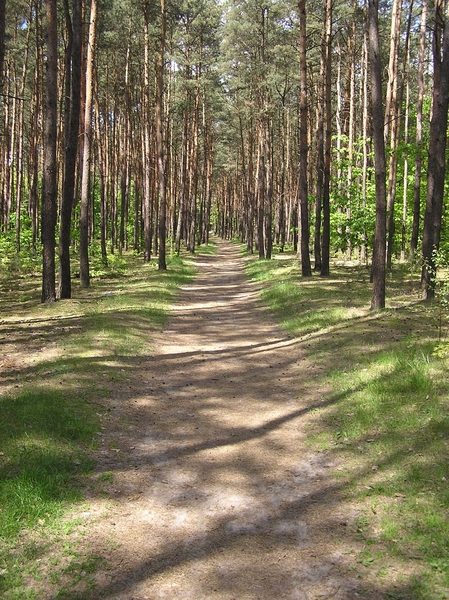 A walk through forest: A path in the forest