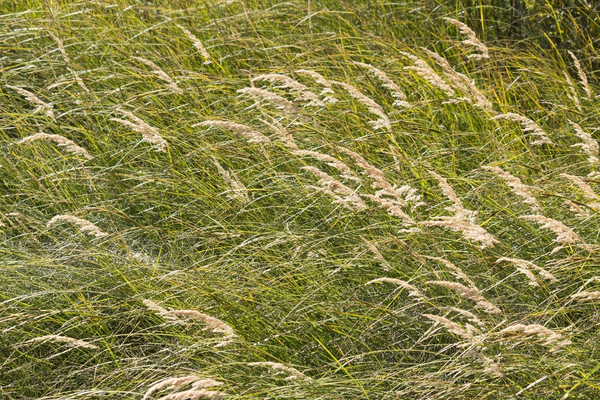 Reeds in summer