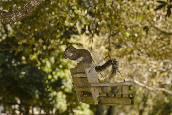 Squirrel Swing