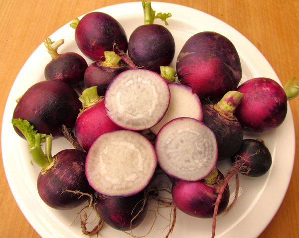 round purple radish4