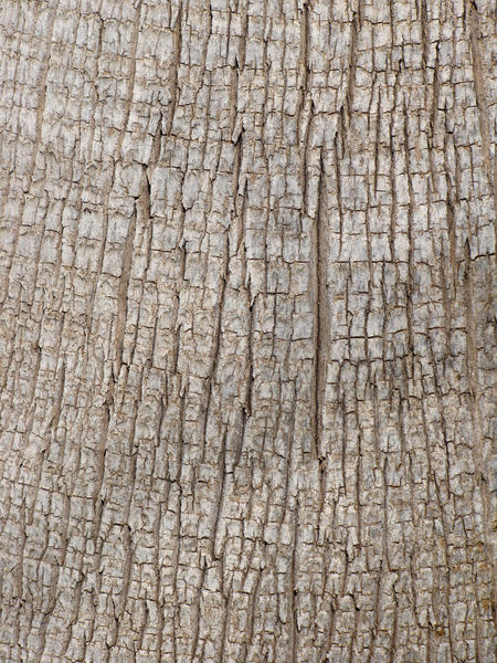 palm trunk texture1