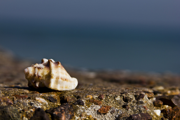 Sea Shell on Wall