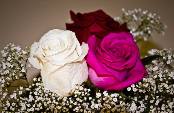 Roses, Three