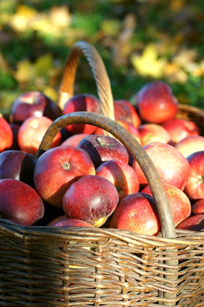 autumn apples: just gathering apple