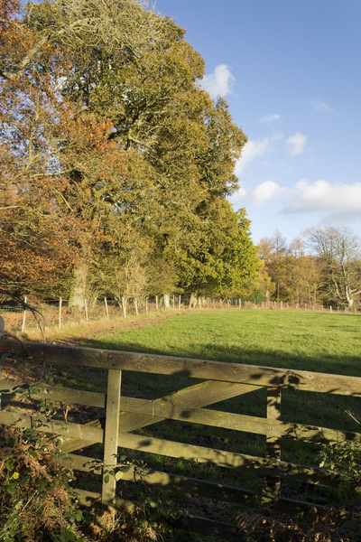 Field gate in autumn