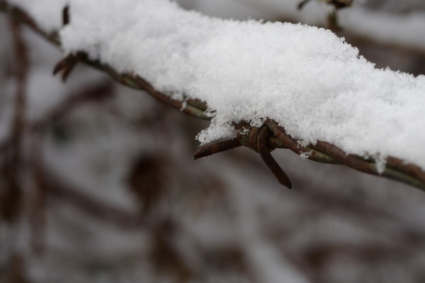 Barbed wire and snow