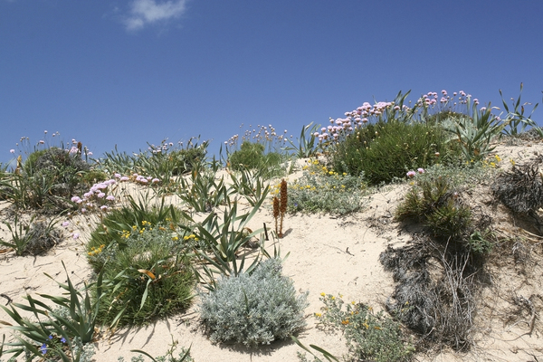 Sand dune plants
