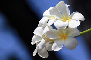 Frangipani: Plumeria. A favorite for leaving at the temples in Sri Lanka.

In Sri Lankan tradition, Plumeria is associated with worship.(Wikipedia)