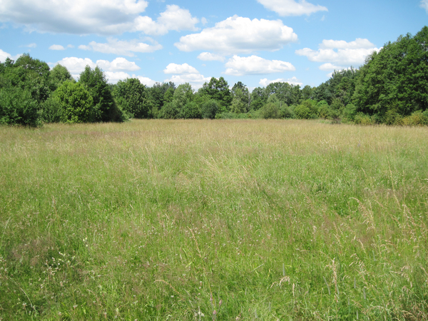 Meadow: Meadow near Urle, Poland.