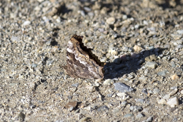 Butterfly camouflage