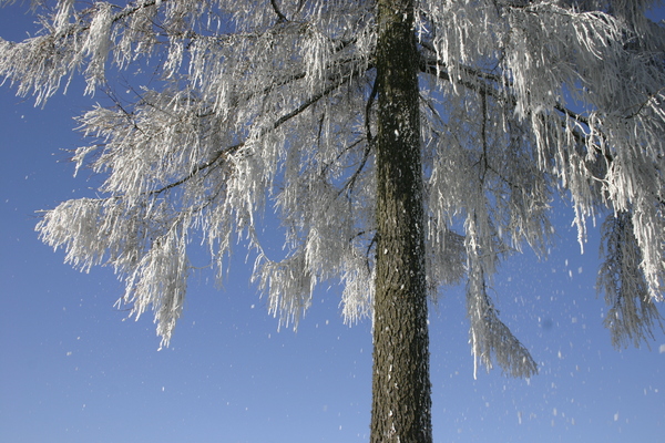 thawing snow: thawing snow falls from winter tree