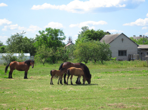Horses on a pasture: Horses on a meadow.