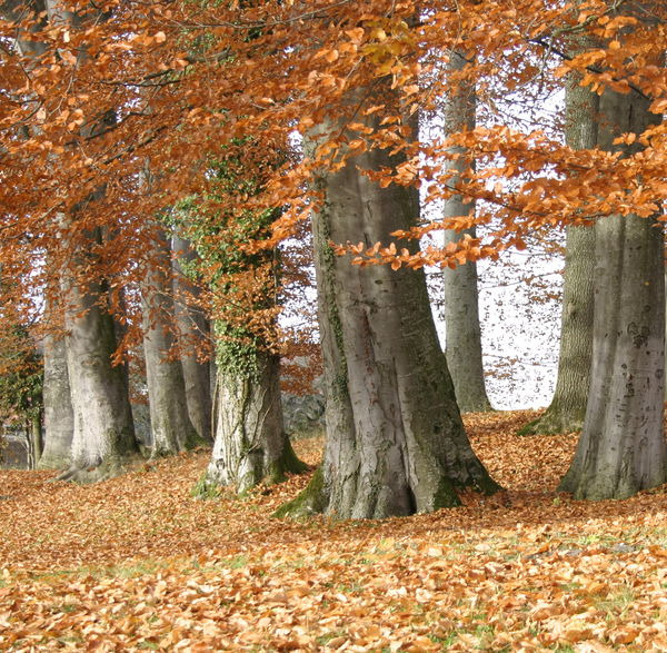 autumn forest 1: autumn forest 1