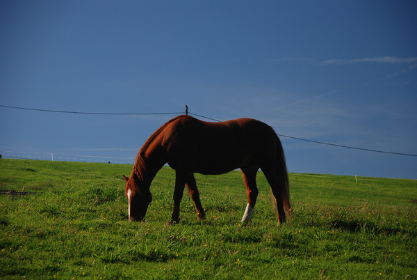 horse on pasture,
