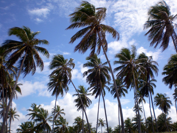 Palm tree - Praia do Forte 1: Palm tree - Praia do Forte - Bahia - Brazil