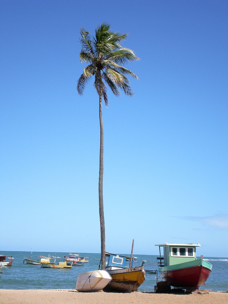 Kokosnussbaum und Boote: 