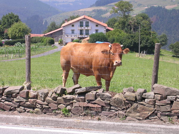Cow in Sollube