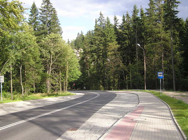 A road through forest