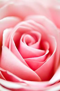 una rosa para la madre: 