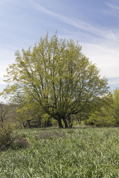 Hornbeam trees in spring