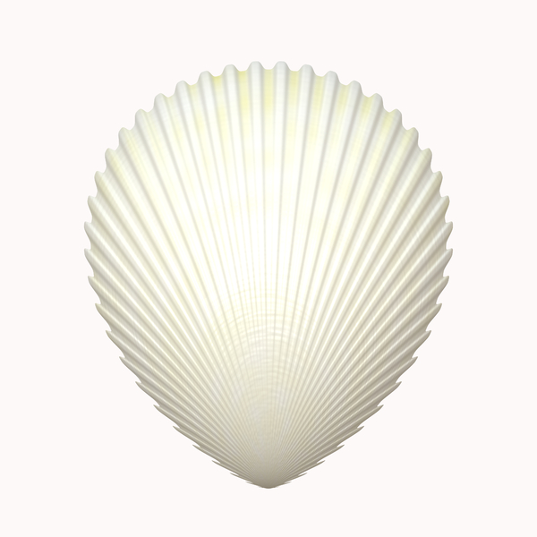 Shell 2: A scalloped seashell isolated on a white background. high resolution. Please use according to the image licence. You may prefer this:   http://www.rgbstock.com/photo/ns72hGw/Ammonite  or this:  http://www.rgbstock.com/photo/ns727uK/Ammonite+2
