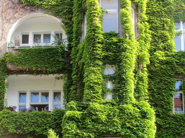 facade greening