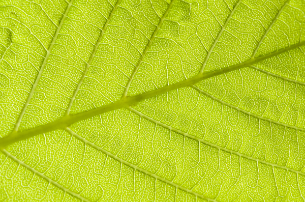Chestnut leaf texture