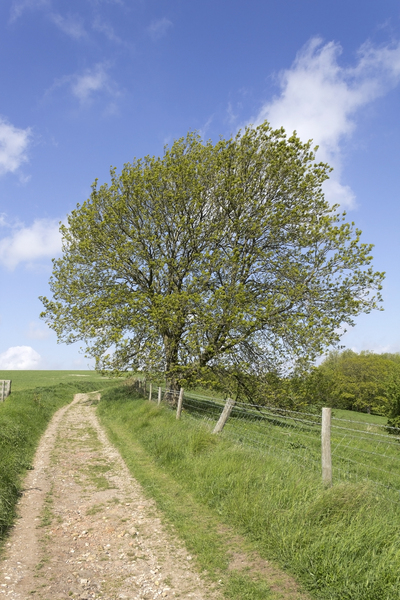 South Downs tree