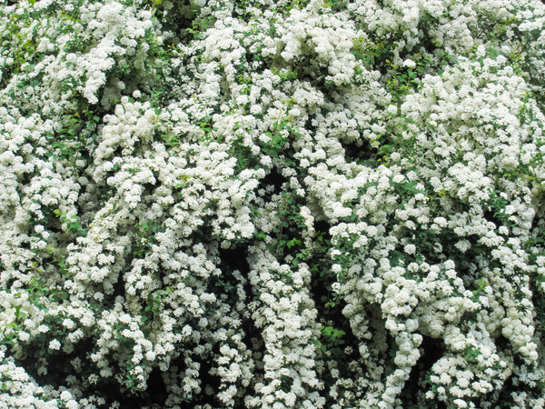 spirea bush texture
