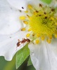 Close-up van de mier op aardbei