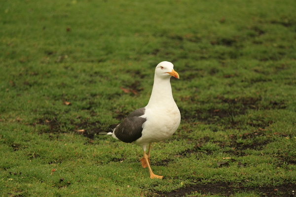 Seagull on grass