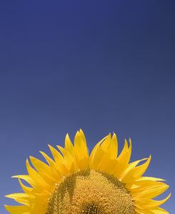 Sunflower Dawn