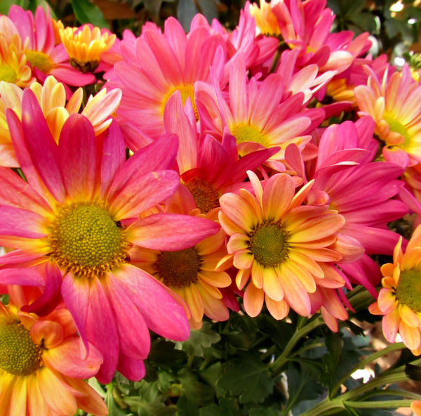 colourful chrysanthemums5