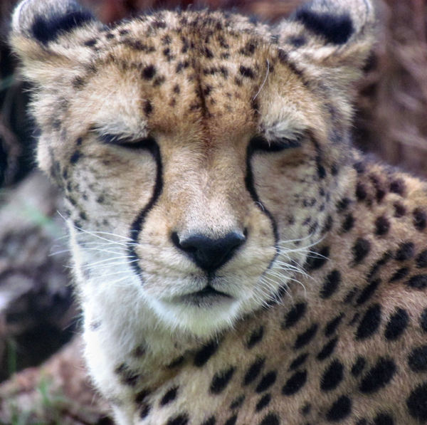 dreamy cheetah2
