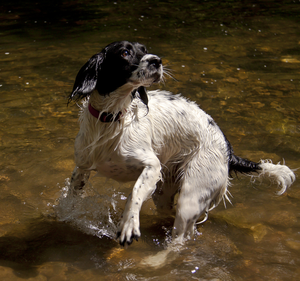 C'mon, throw the ball already!: The day Ruby the Springer Spaniel discovered water can be fun.

Image shot at Brock Valley, Near Garstang, England.