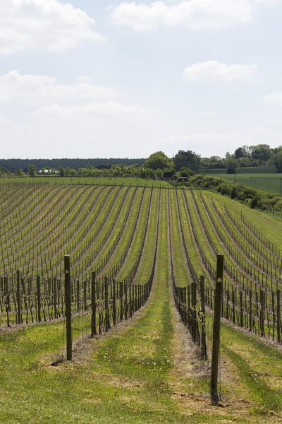 English vineyard