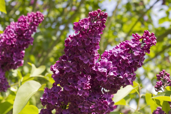 Lilac flowers | Free stock photos - Rgbstock - Free stock images