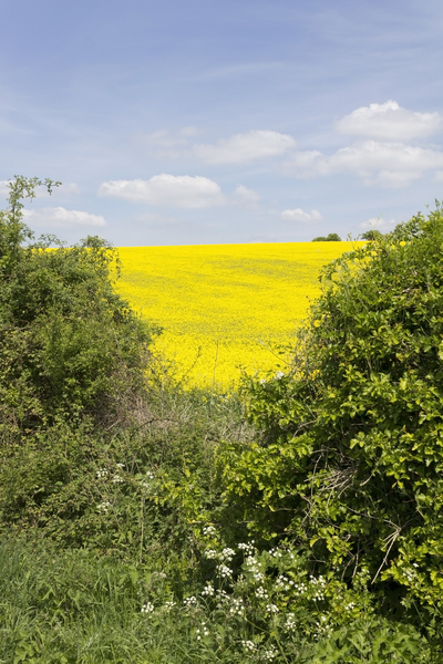 Green verge, yellow fields