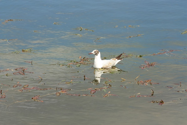 Seabird on water