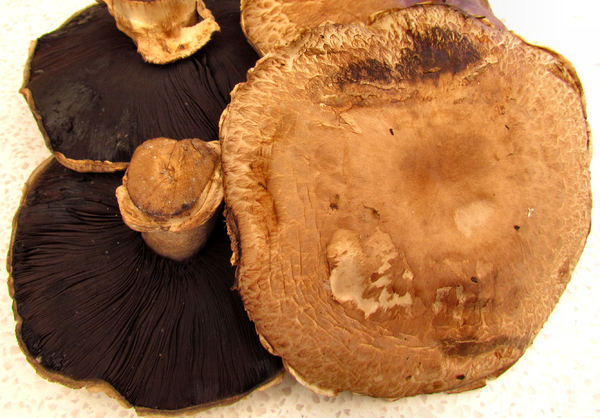 field mushrooms3