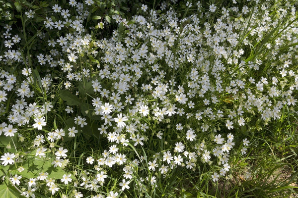 Stitchwort flowers