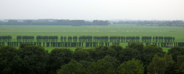 Row Trees in Landscape