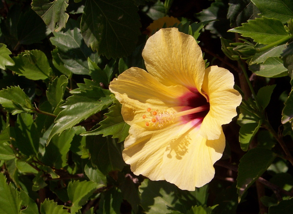 Red and Yellow Hibiscus 4