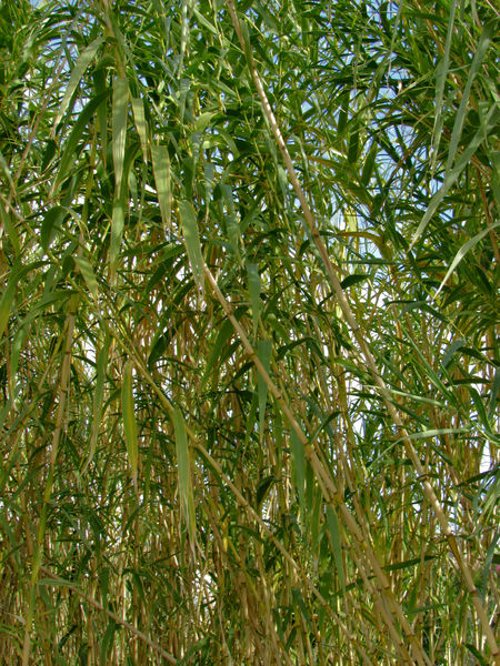 bamboo growth3